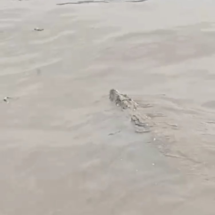 Video Penampakan Buaya di Sungai Barito Beredar di Grup WhatsApp